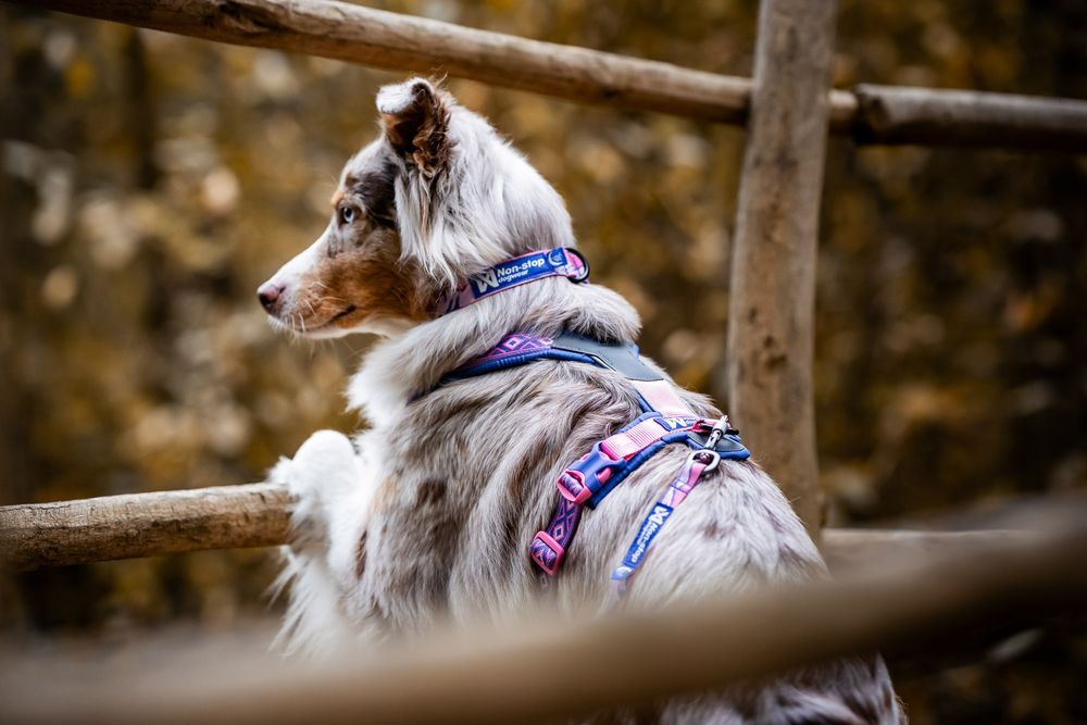 Line harness 5.0 Rachel Pohl edition | Non-stop dogwear Asia