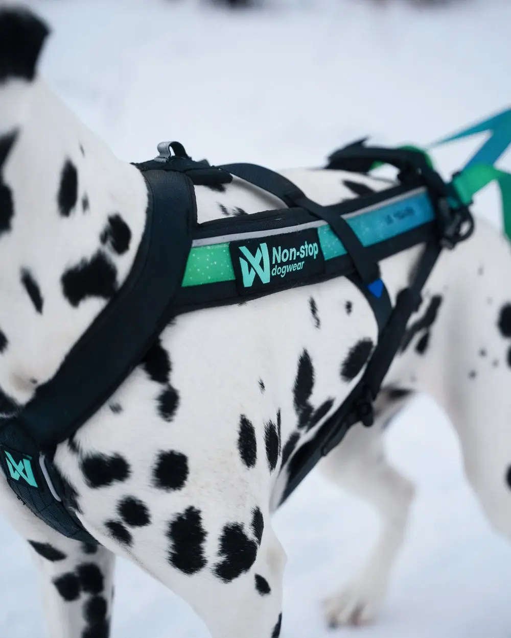 Freemotion harness 5.0 (15th anniversary!) | Non-stop